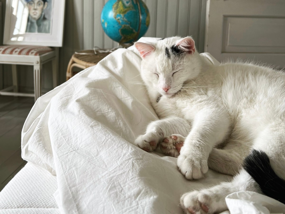 Vaahteramäen kuulumisia koronan&nbsp;keskeltä